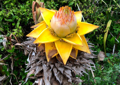 Jardin Botanique Val Rahmeh