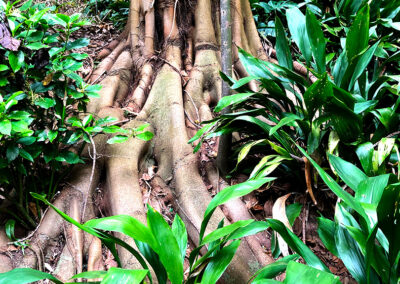Jardin Botanique Val Rahmeh