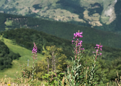 Limone - upp på berget med linbana