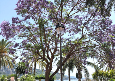 Place du Cap när trädet blommar