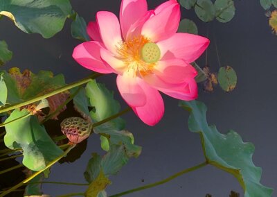 Fontana Rosa: Blommande lotus i näckrosdammen